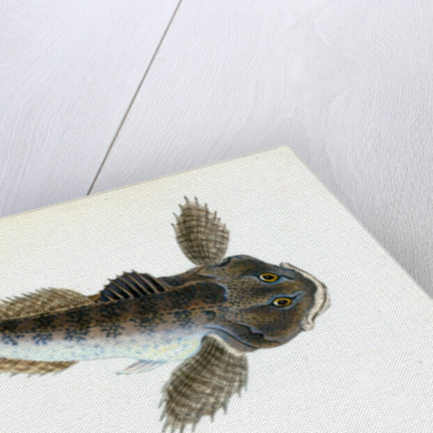 River Bull-head, Cottus Gobio by E. Donovan