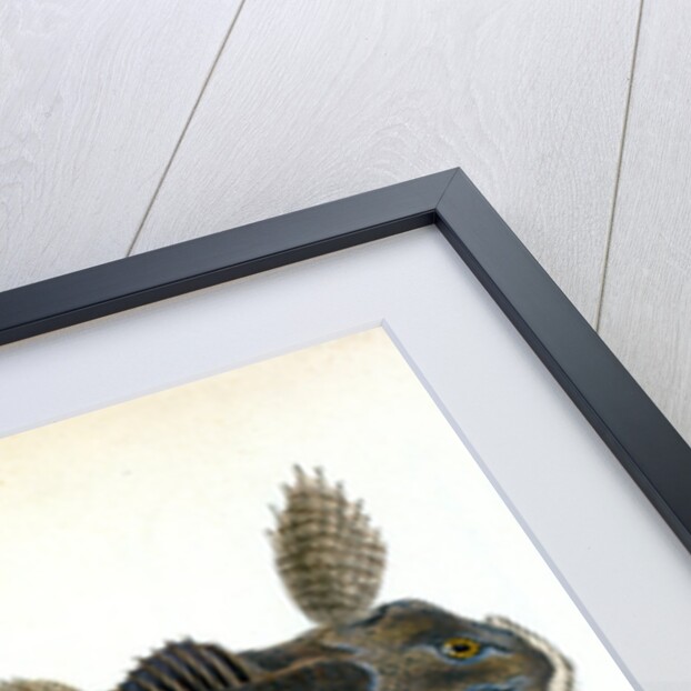 River Bull-head, Cottus Gobio by E. Donovan