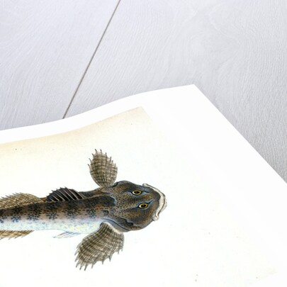 River Bull-head, Cottus Gobio by E. Donovan