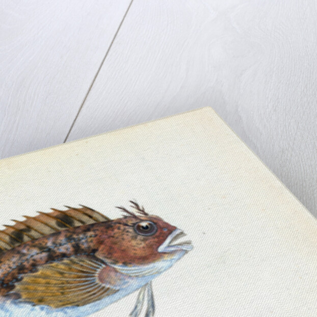 Gattorugine Blenny, Blennius Gattorugine by E. Donovan