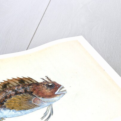 Gattorugine Blenny, Blennius Gattorugine by E. Donovan