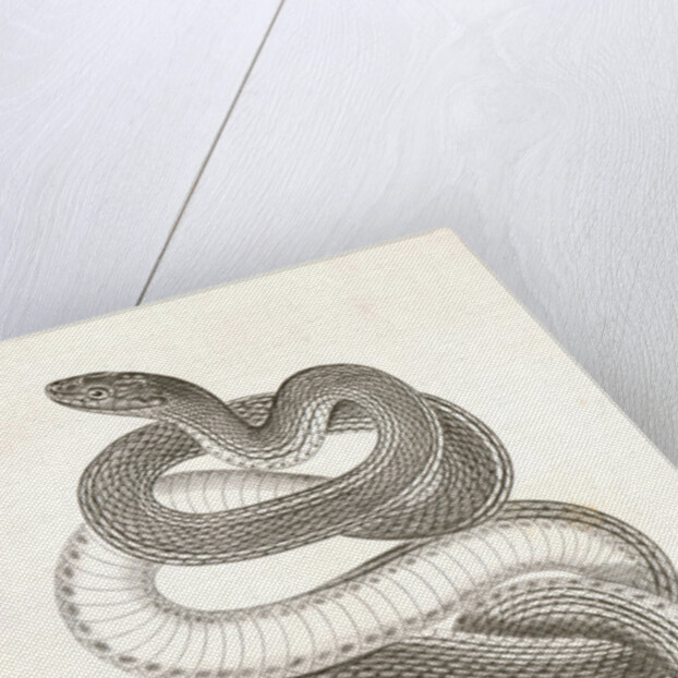 Eutania vagrans, The Large-headed Striped Snake. [?] by George Suckley