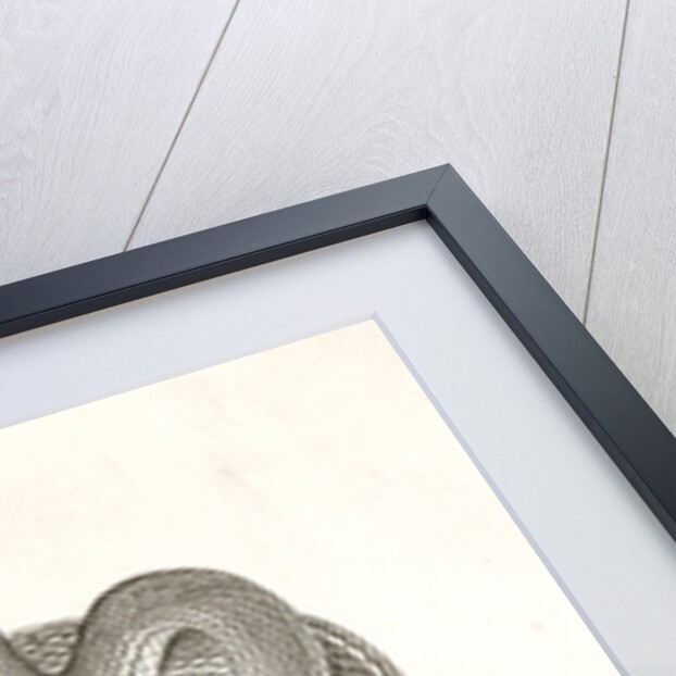 Eutania vagrans, The Large-headed Striped Snake. [?] by George Suckley