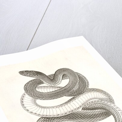 Eutania vagrans, The Large-headed Striped Snake. [?] by George Suckley