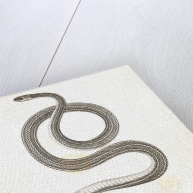 Eutania faireyi, young, Prairie Water Snake by George Suckley