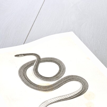 Eutania faireyi, young, Prairie Water Snake by George Suckley