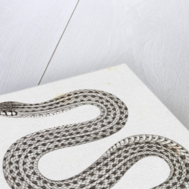 Eutania haydenii, Hayden's Garter Snake by George Suckley