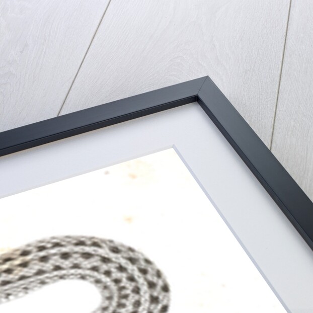 Eutania haydenii, Hayden's Garter Snake by George Suckley