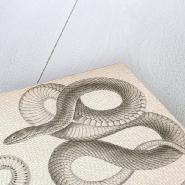 1. Bascanion vetutustus, Blue Racer (Washington Territory); 2. Regona Kirtlandii, Kirtland's Snake by George Suckley