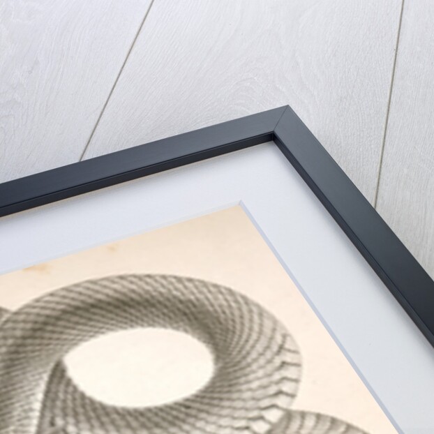 1. Bascanion vetutustus, Blue Racer (Washington Territory); 2. Regona Kirtlandii, Kirtland's Snake by George Suckley