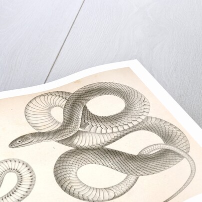 1. Bascanion vetutustus, Blue Racer (Washington Territory); 2. Regona Kirtlandii, Kirtland's Snake by George Suckley