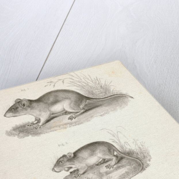 Untitled by George Suckley