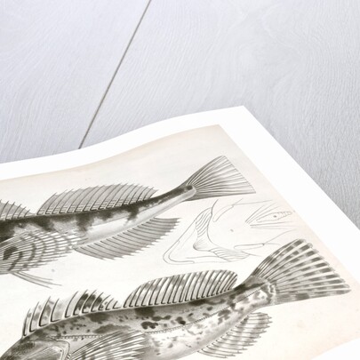 Fishes by George Suckley