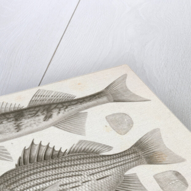 1-4. Labrax chrysops, Bass of the Mississippi, 5-8. Stizostedion boreus, Okow or Pike Perch by George Suckley