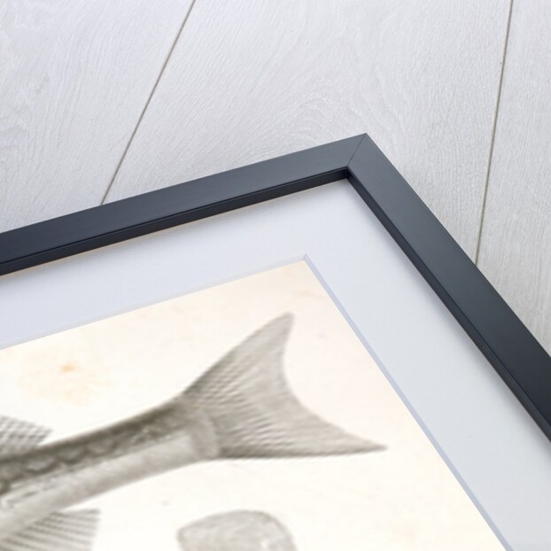 1-4. Labrax chrysops, Bass of the Mississippi, 5-8. Stizostedion boreus, Okow or Pike Perch by George Suckley