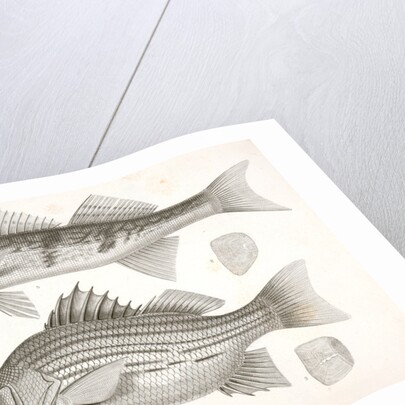 1-4. Labrax chrysops, Bass of the Mississippi, 5-8. Stizostedion boreus, Okow or Pike Perch by George Suckley