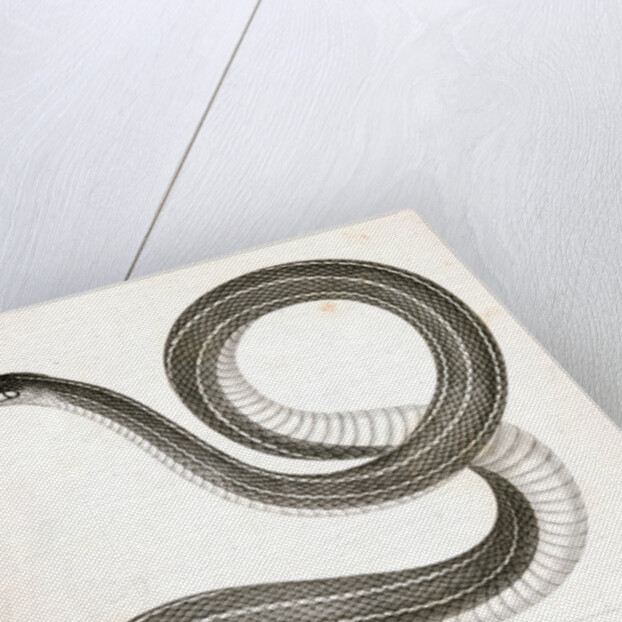 Eutania faireyi, Fairey's Garter Snake by George Suckley