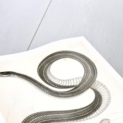 Eutania faireyi, Fairey's Garter Snake by George Suckley