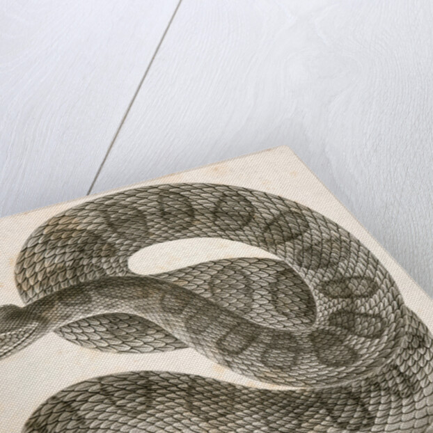 Crotalus confluentus, Prairie Rattle Snake by George Suckley