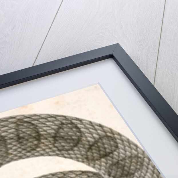 Crotalus confluentus, Prairie Rattle Snake by George Suckley