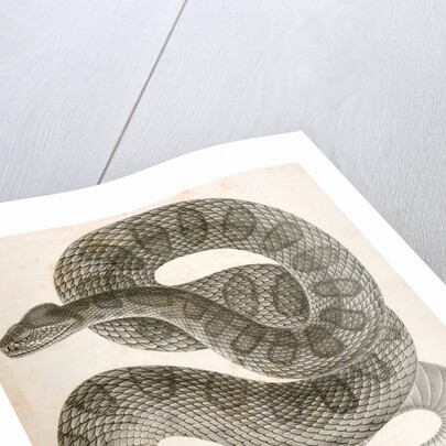 Crotalus confluentus, Prairie Rattle Snake by George Suckley