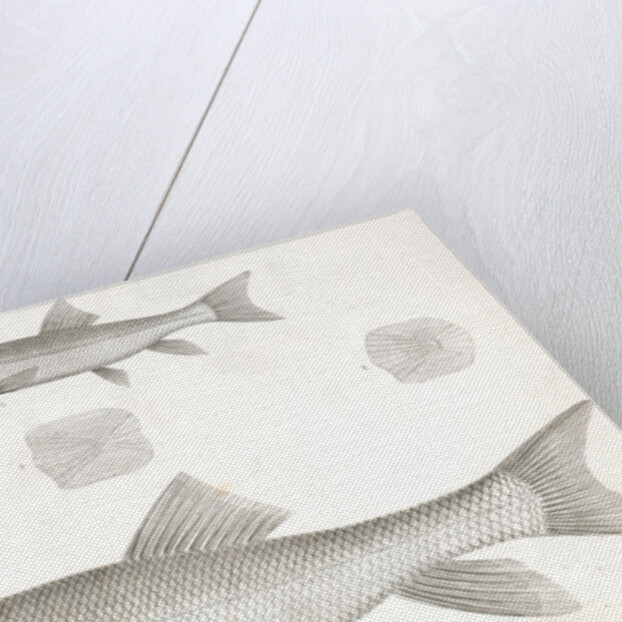 1-4. Catostomus sucklii, Nebraska Sucker; 5. Young of the same by George Suckley