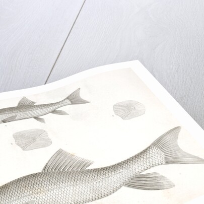 1-4. Catostomus sucklii, Nebraska Sucker; 5. Young of the same by George Suckley