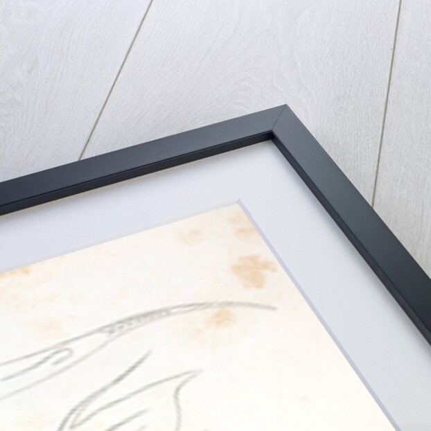 1-3. Pimelodus ailurus, Blunt-tailed Cat Fish by George Suckley