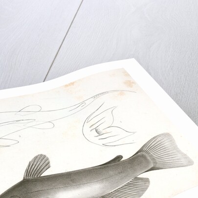 1-3. Pimelodus ailurus, Blunt-tailed Cat Fish by George Suckley