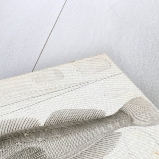 Chiropsis constellatus, Starry Chiropsis by George Suckley