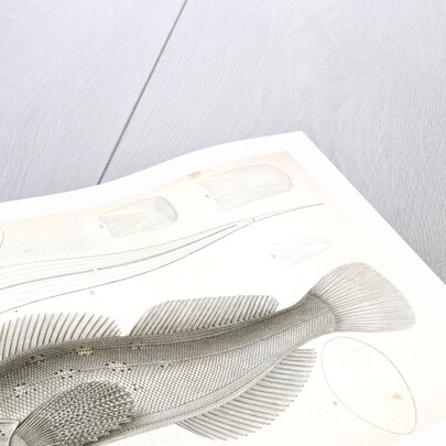 Chiropsis constellatus, Starry Chiropsis by George Suckley