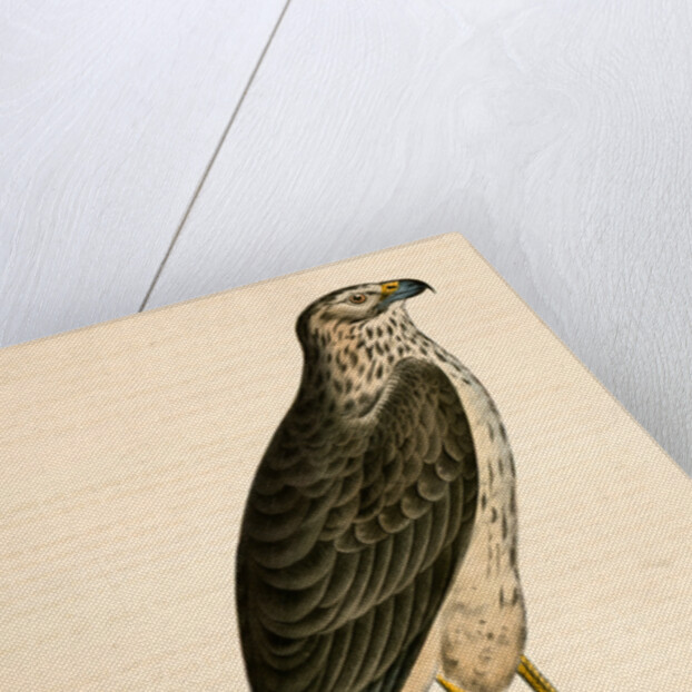 Buteo Cooperii, California Hawk by George Suckley