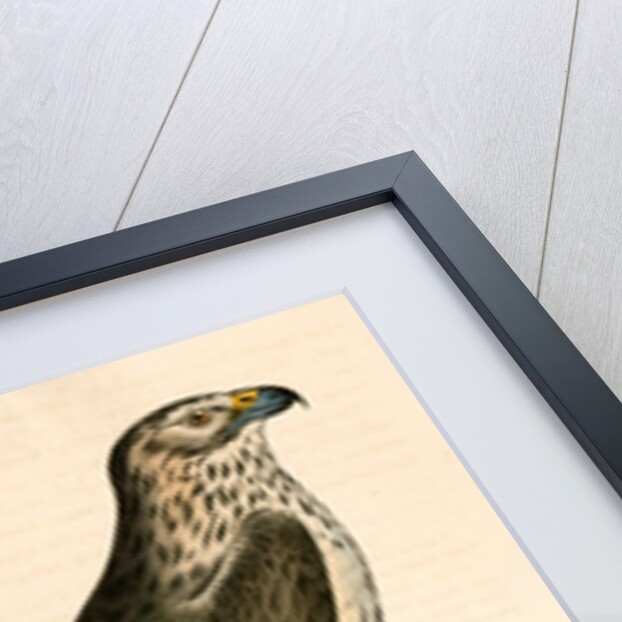 Buteo Cooperii, California Hawk by George Suckley