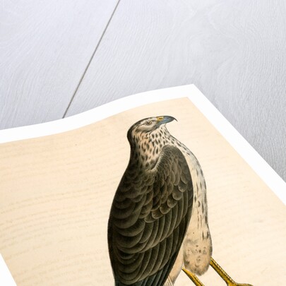 Buteo Cooperii, California Hawk by George Suckley