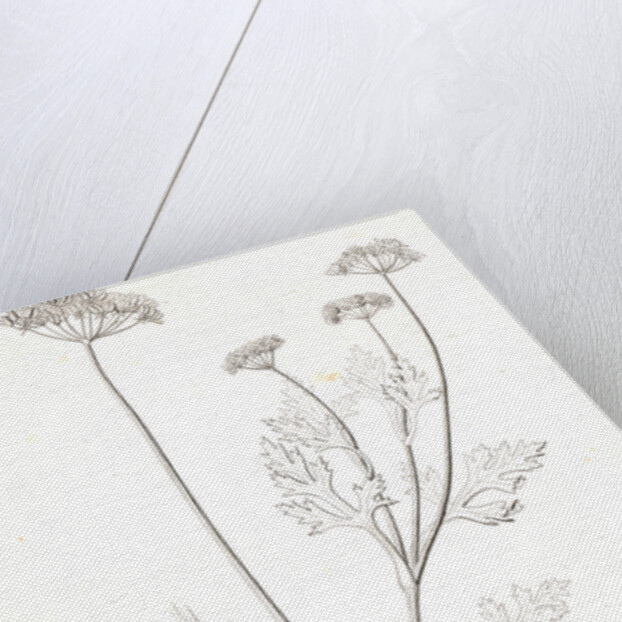 Untitled by George Suckley