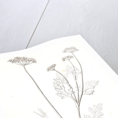 Untitled by George Suckley