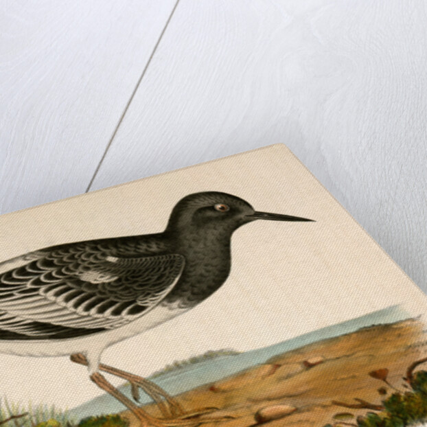 Strepsilas melanocephalus, Black-headed Turnstone by George Suckley