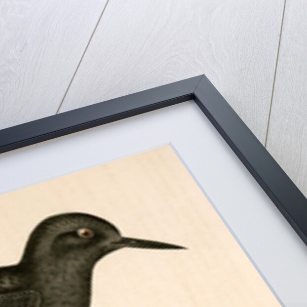Strepsilas melanocephalus, Black-headed Turnstone by George Suckley