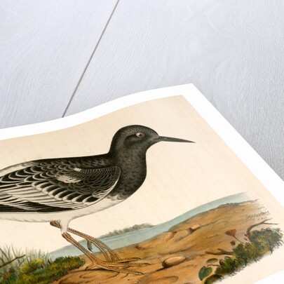 Strepsilas melanocephalus, Black-headed Turnstone by George Suckley