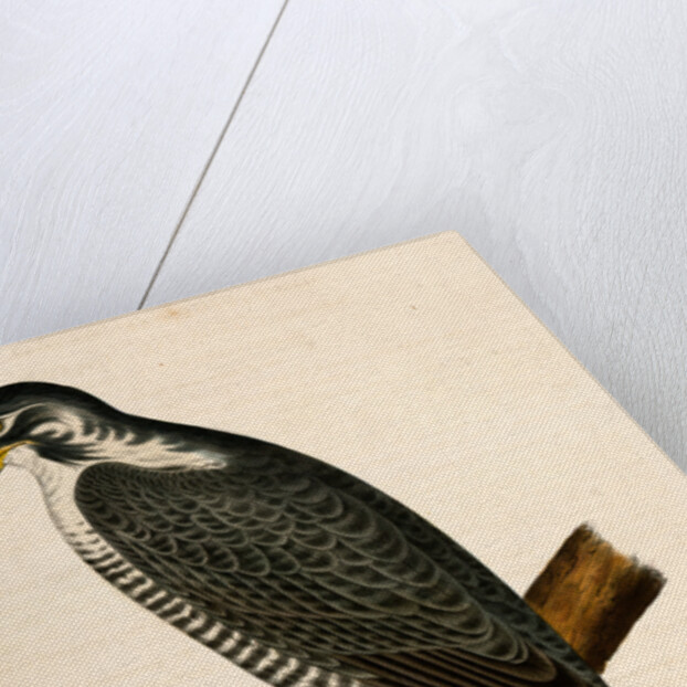 Falco nigriceps, Western Duck-Hawk by George Suckley