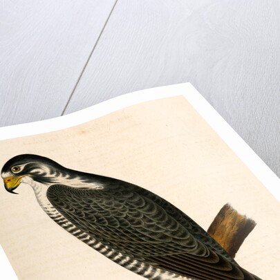 Falco nigriceps, Western Duck-Hawk by George Suckley