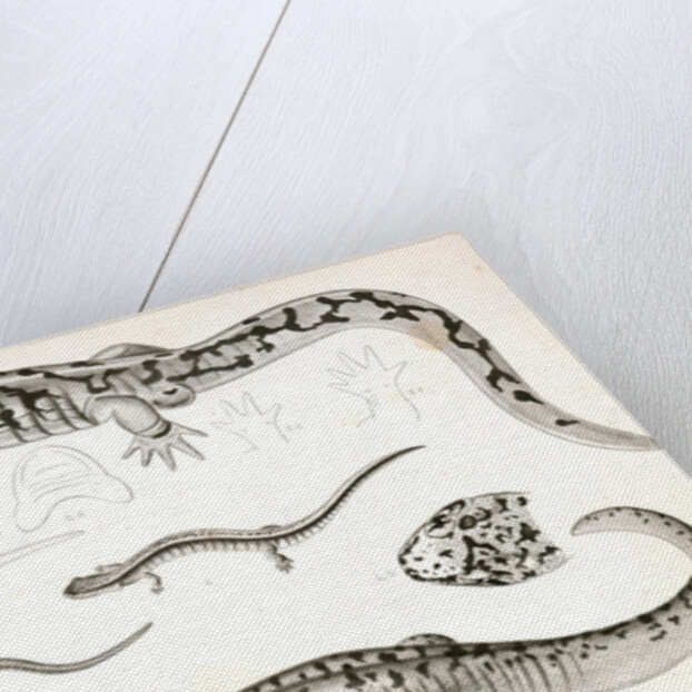 Untitled by George Suckley