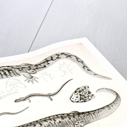 Untitled by George Suckley