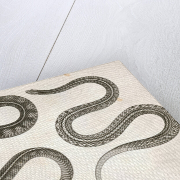 1. Eutania cooperi, Red Striped Garter Snake; 2. Eutania concinna, One Striped Garter Snake by George Suckley