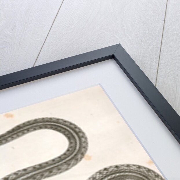 1. Eutania cooperi, Red Striped Garter Snake; 2. Eutania concinna, One Striped Garter Snake by George Suckley