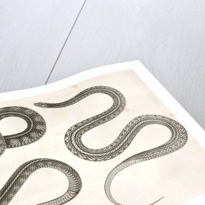 1. Eutania cooperi, Red Striped Garter Snake; 2. Eutania concinna, One Striped Garter Snake by George Suckley