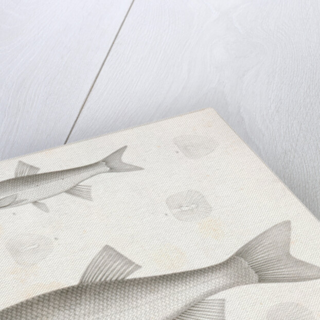 1-5. Cheonda cooperi, Vancouver Chub; 6-9. Cyprinoid (undetermined) by George Suckley