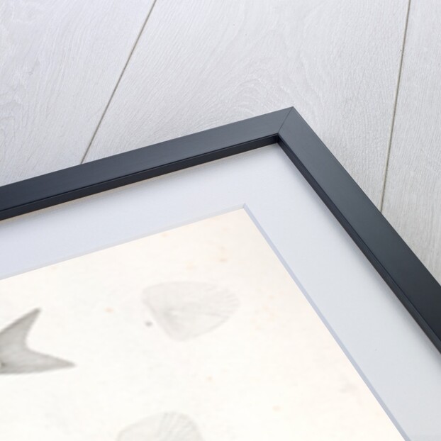 1-5. Cheonda cooperi, Vancouver Chub; 6-9. Cyprinoid (undetermined) by George Suckley