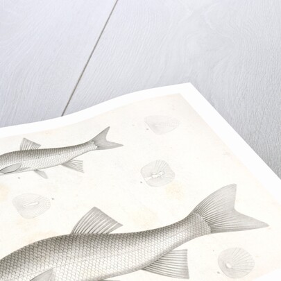 1-5. Cheonda cooperi, Vancouver Chub; 6-9. Cyprinoid (undetermined) by George Suckley