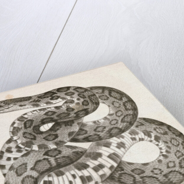 Scotophis vulpinus, Fox Snake by George Suckley